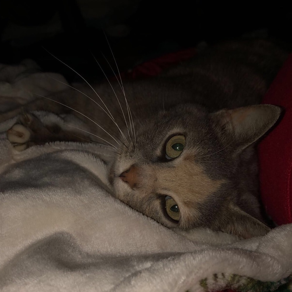 Meet your Posher, Myah